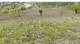 Farming